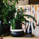 Living Room Plants