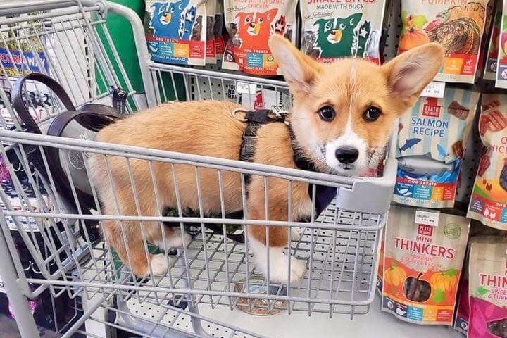 Pet supplies