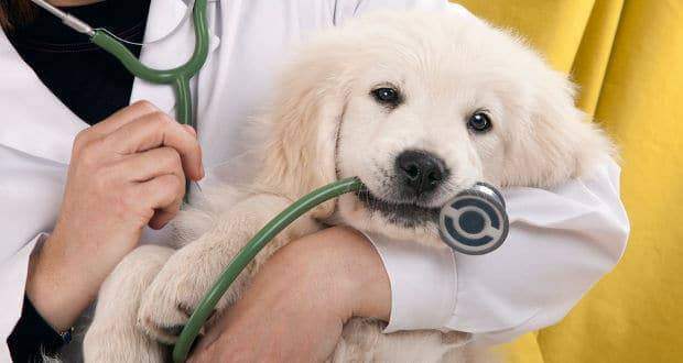 Veterinary office