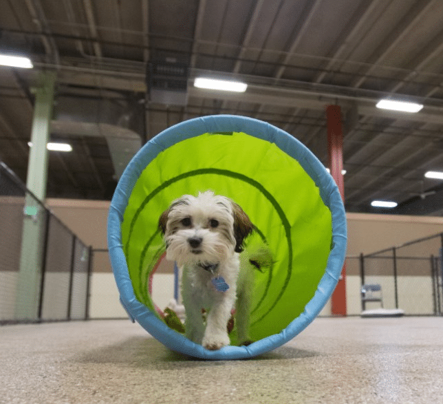 Pet boarding
