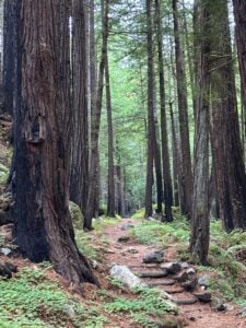 Anita Marie Forest