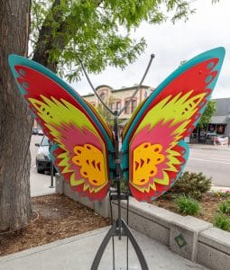 Lepidoptera